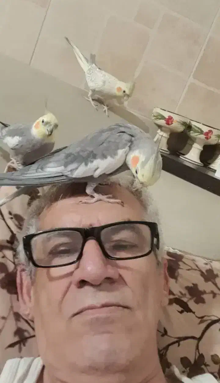 پرنده شما را به سرپرستی قبول میکنم|پرنده|تهران, تجریش|دیوار