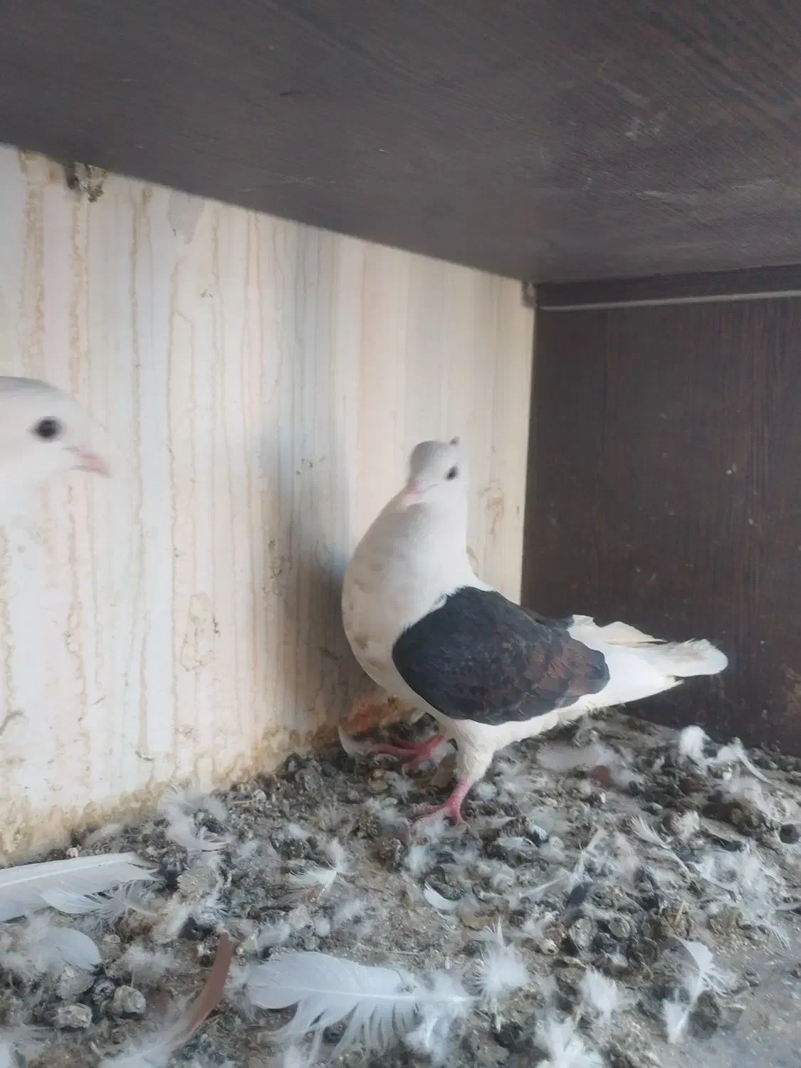 کبوتر دوکت|پرنده|دره شهر, |دیوار