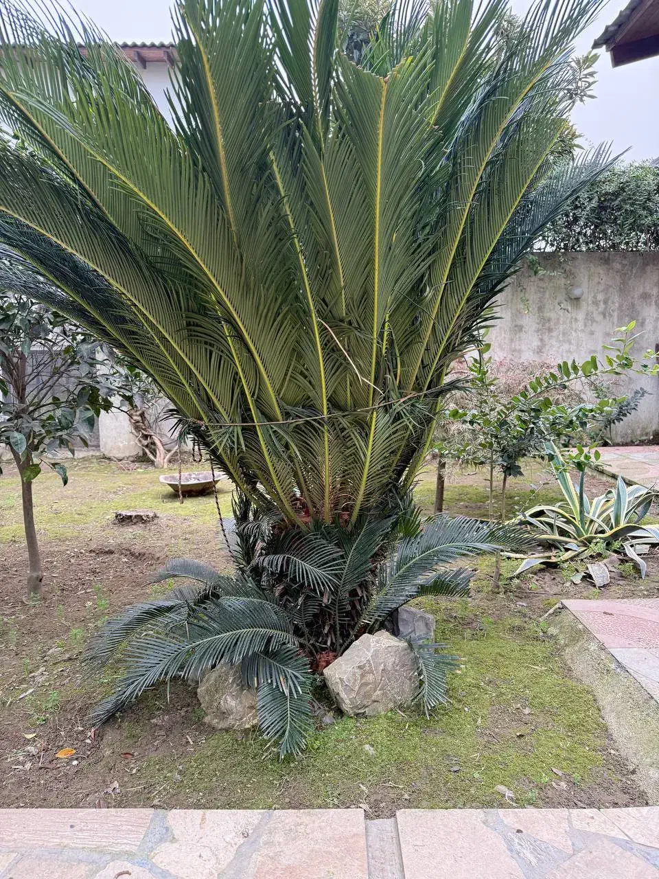 سیکاس حدودا ۹ ساله|گل و گیاه طبیعی|محمودآباد, |دیوار