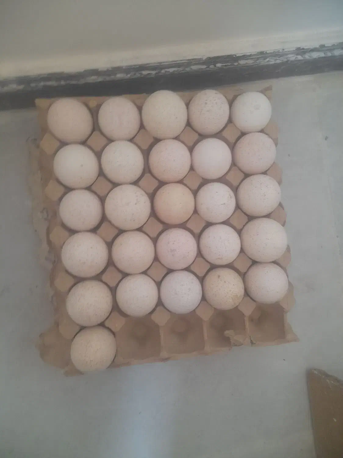 هلکه قل|حیوانات مزرعه|مریوان, |دیوار