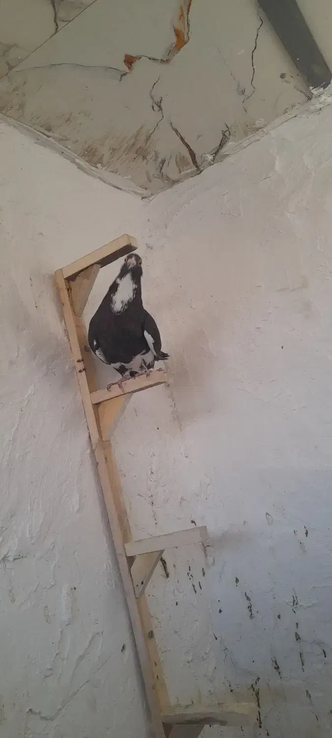 کفتر|پرنده|کرمان, |دیوار