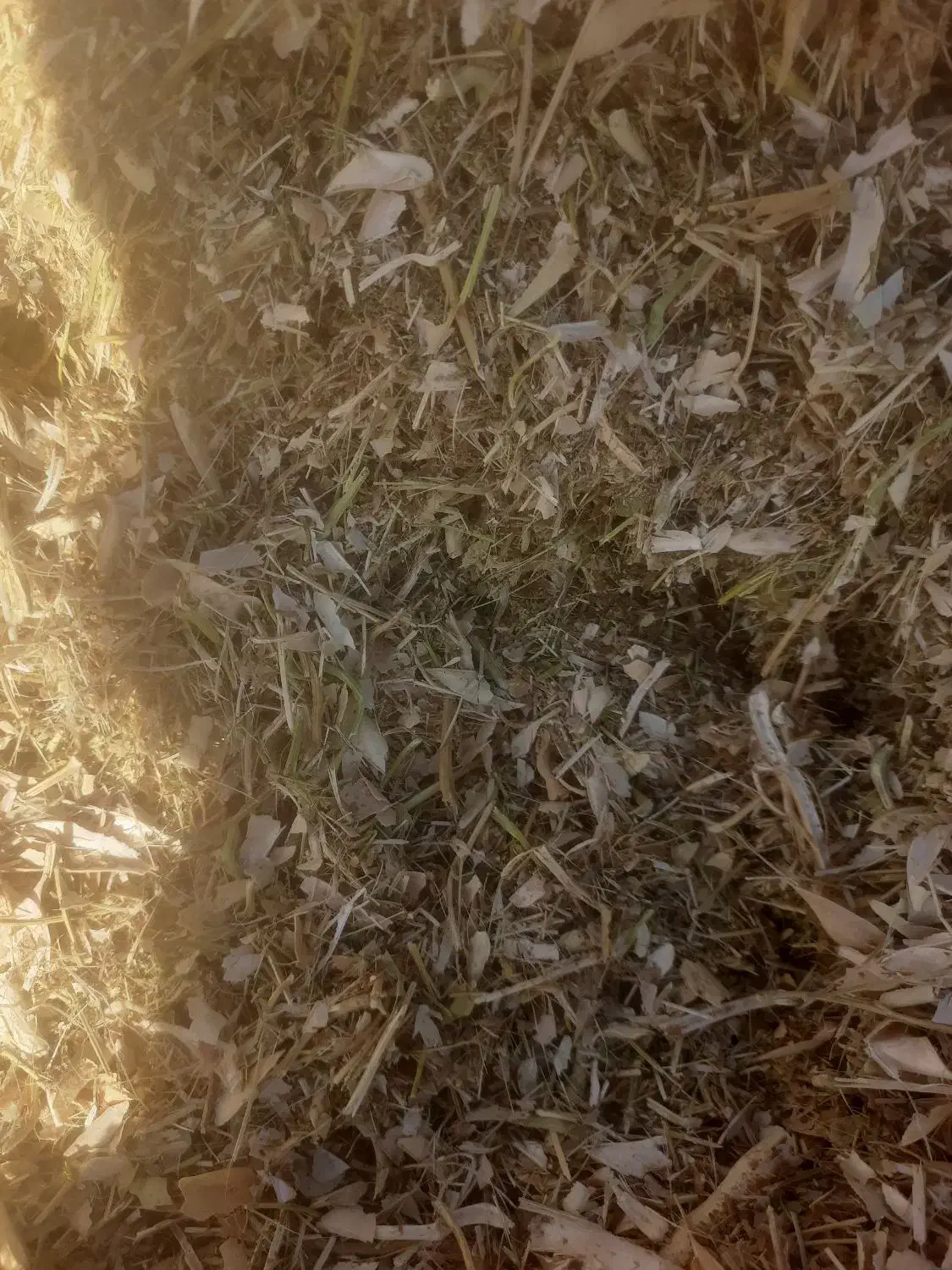 کاه لوبیا|لوازم جانبی حیوانات|رباطکریم, رباطکریم|دیوار