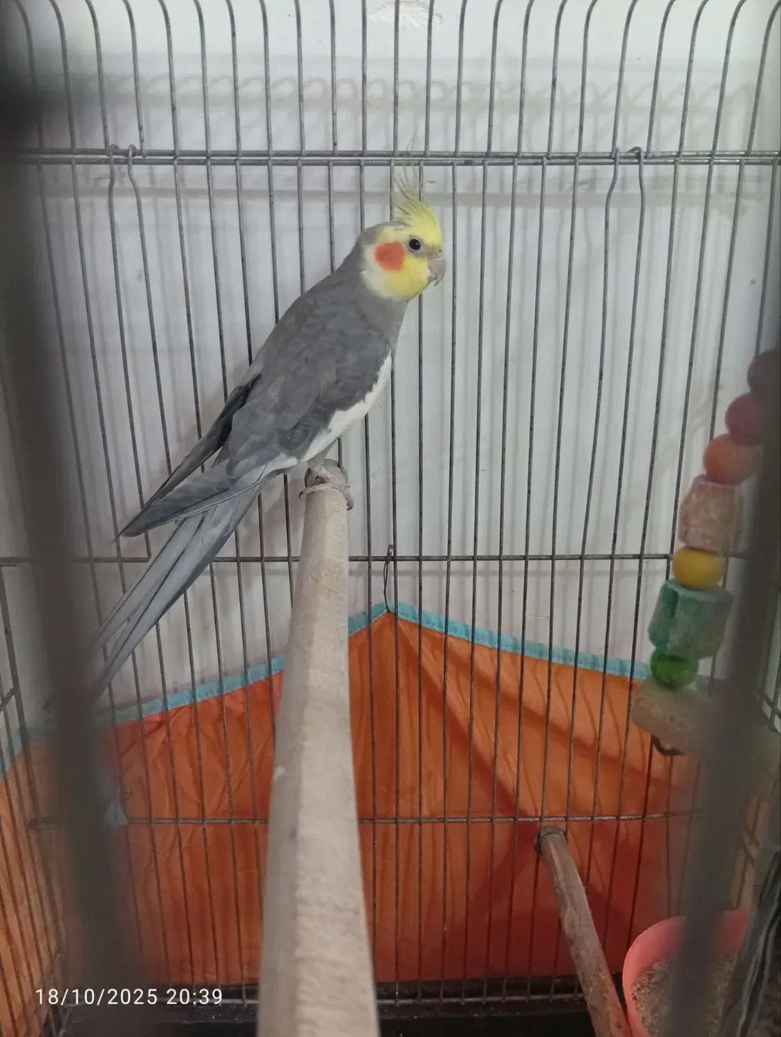 عروس هلندی مولد|پرنده|پاکدشت, پاکدشت (مامازند)|دیوار