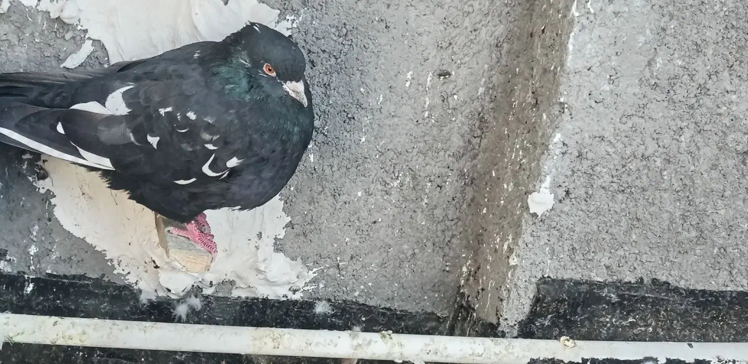 3عدد کبوتر کله سرخ. قره سینه. سینه|پرنده|مشهد, آبکوه|دیوار