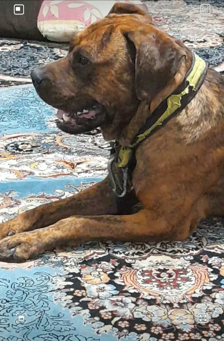 فروش سگ کین کورسو پیتبول معاوضه با موتور هم دارم|سگ|شیراز, گلشن|دیوار