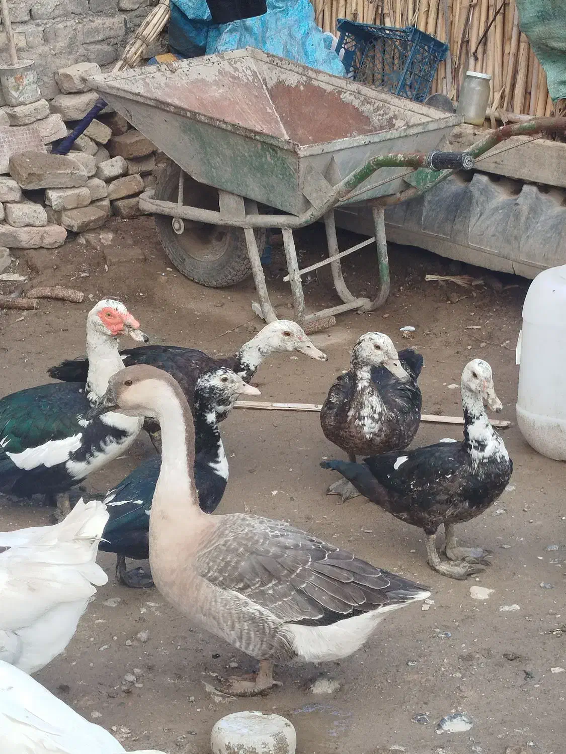 اردک اسرائیلی و غوغاز ماده|حیوانات مزرعه|گرگان, |دیوار