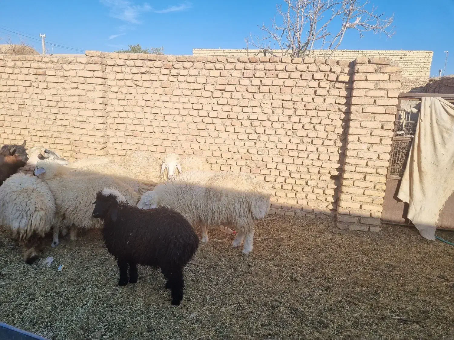 ۳بره ماده و۲ بره نر|حیوانات مزرعه|آیسک, |دیوار