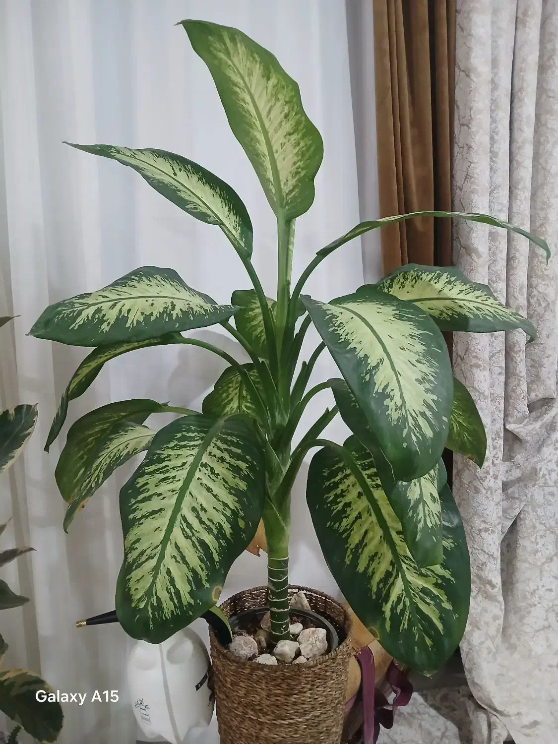 گل اپارتمانی|گل و گیاه طبیعی|اسفراین, |دیوار