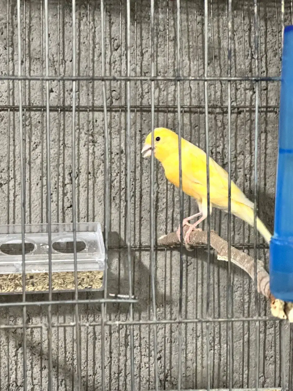 قناری نر|پرنده|آذرشهر, |دیوار