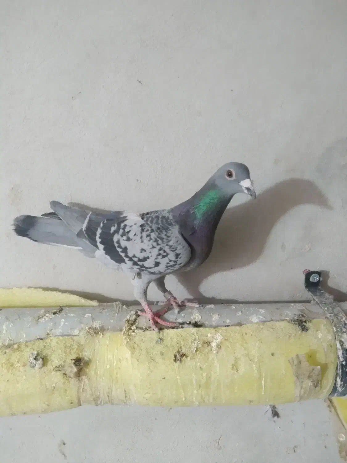 کبوتر آلمان|پرنده|نیشابور, بنیاد شهید|دیوار