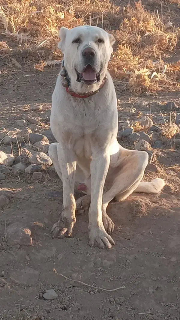 واگذاری سگ اصیل خراسانی از بهترین نسل|سگ|کلات (خراسان), |دیوار