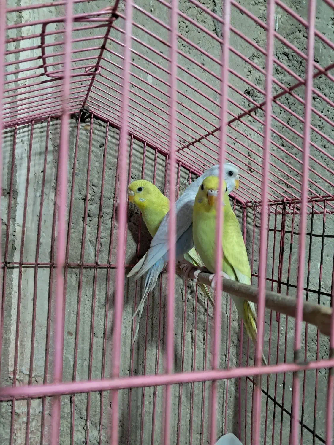 مرغ عشق|پرنده|بندر ماهشهر, |دیوار