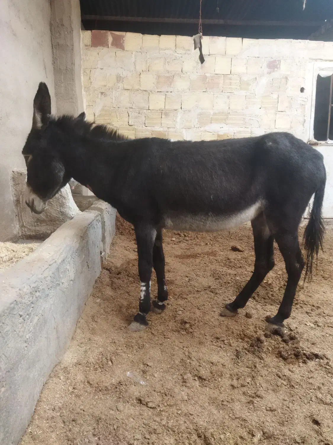 الاغ ماده|حیوانات مزرعه|کاشان, دشت لتحر|دیوار