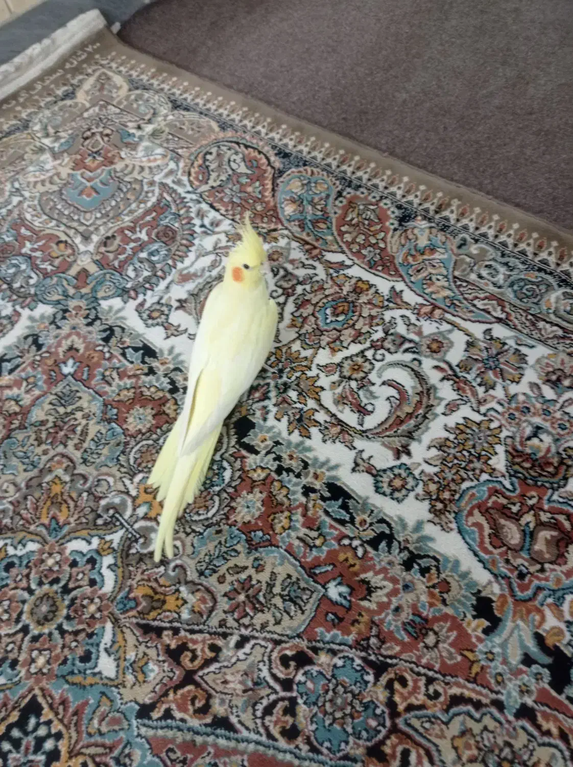 عروس هلندی لوتینو ماده|پرنده|فردوسیه, |دیوار