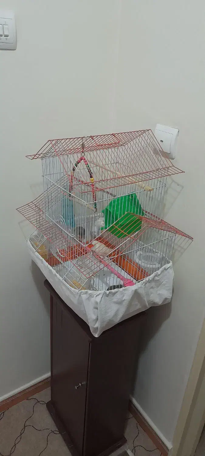 ۴ عدد فنچ بهمراه ۴ عدد تخم بهمراه قفس خاص|پرنده|تهران, شمشیری|دیوار