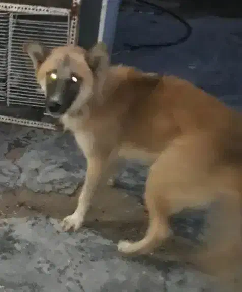 سگ گمشده|حیوانات|لامرد, |دیوار