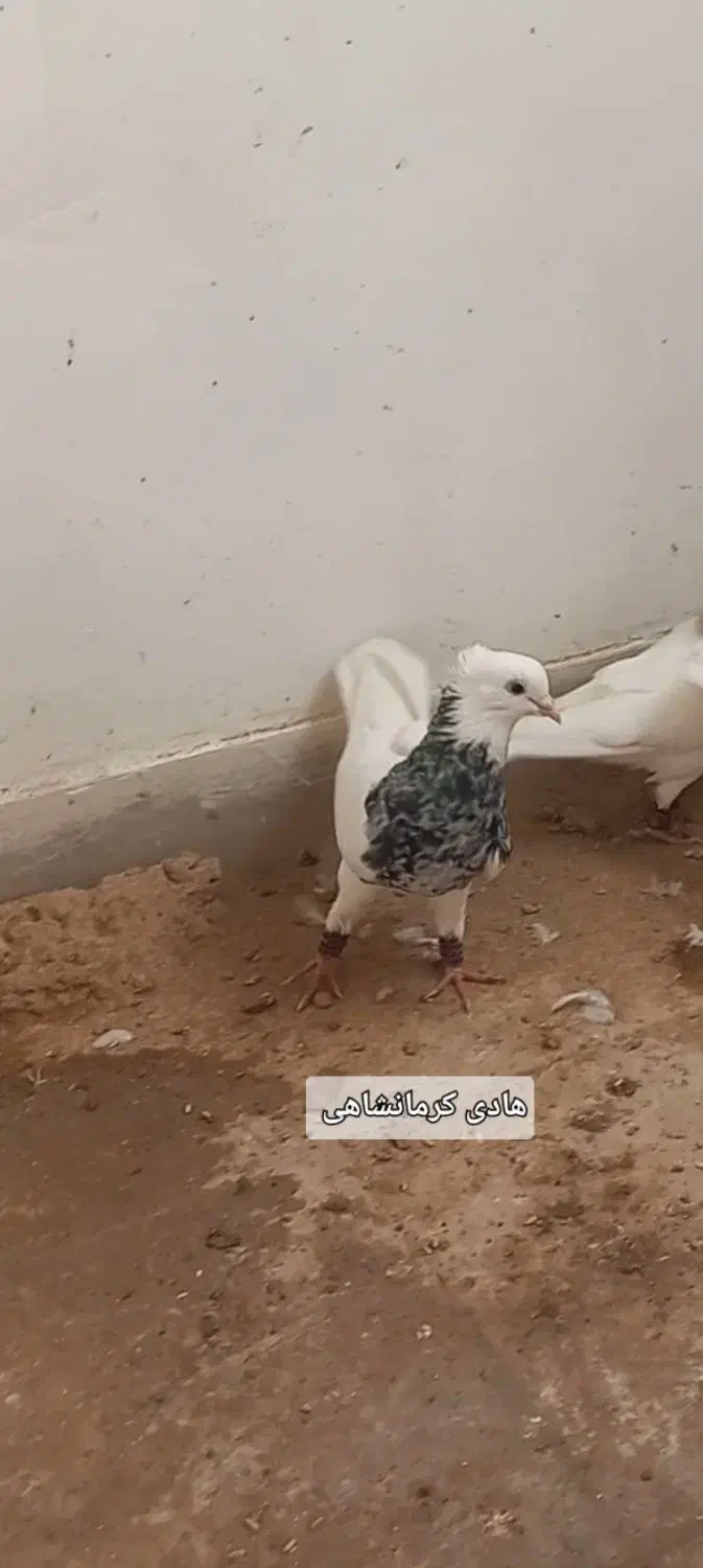 طوقی|پرنده|کرج, کوی کارمندان شمالی|دیوار