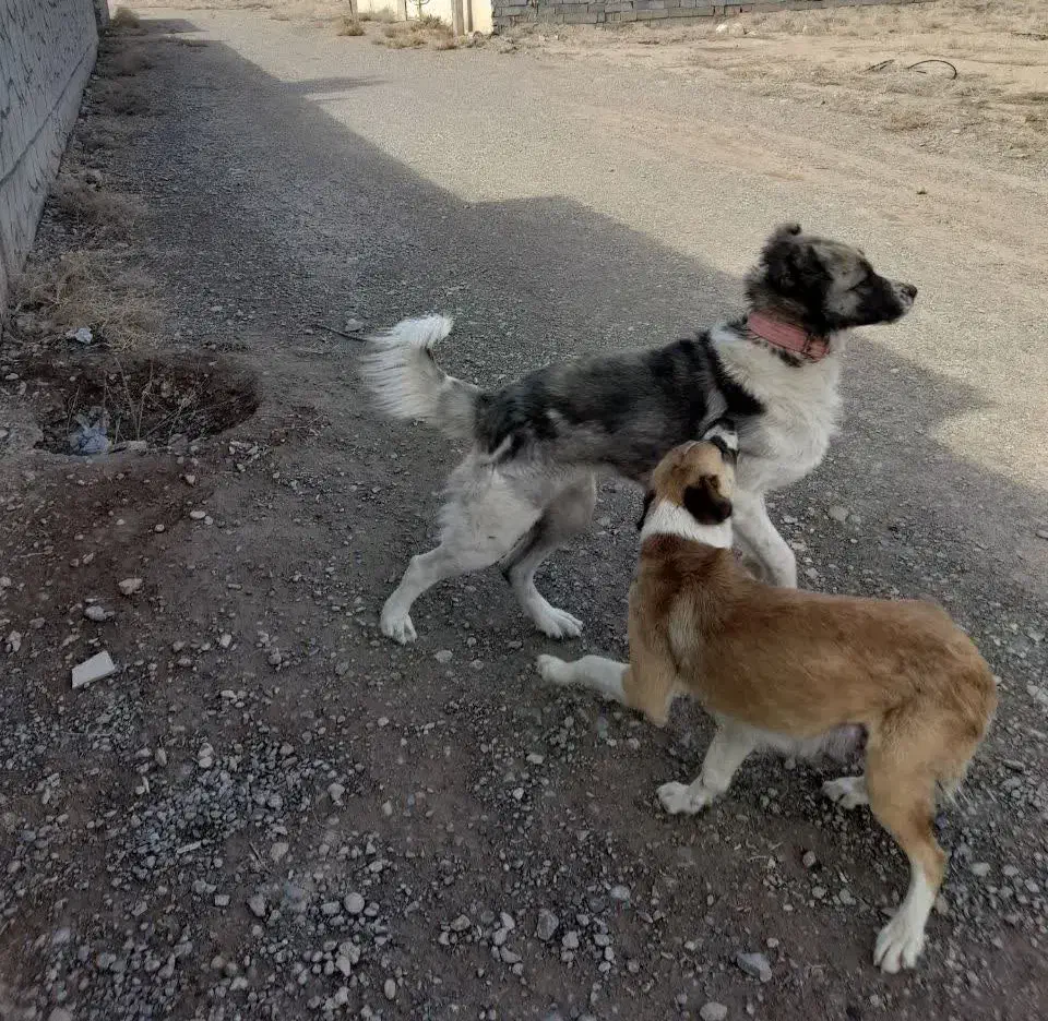 سگ نگهبان|سگ|مشهد, چهاربرج|دیوار