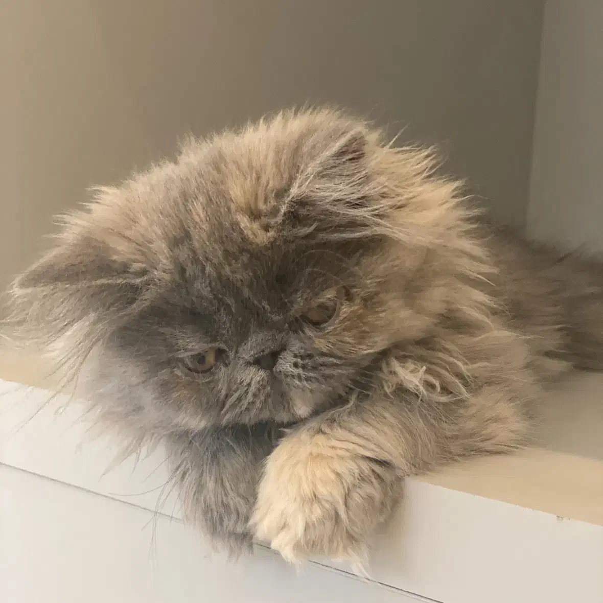 گربه پرشین سوپرفلت دختر ۲/۵ ماهه|گربه|تبریز, |دیوار