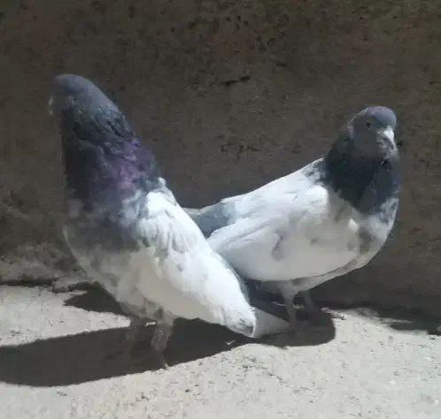 کله دم سبز قدیم درشت وکشیده|پرنده|لالجین, |دیوار