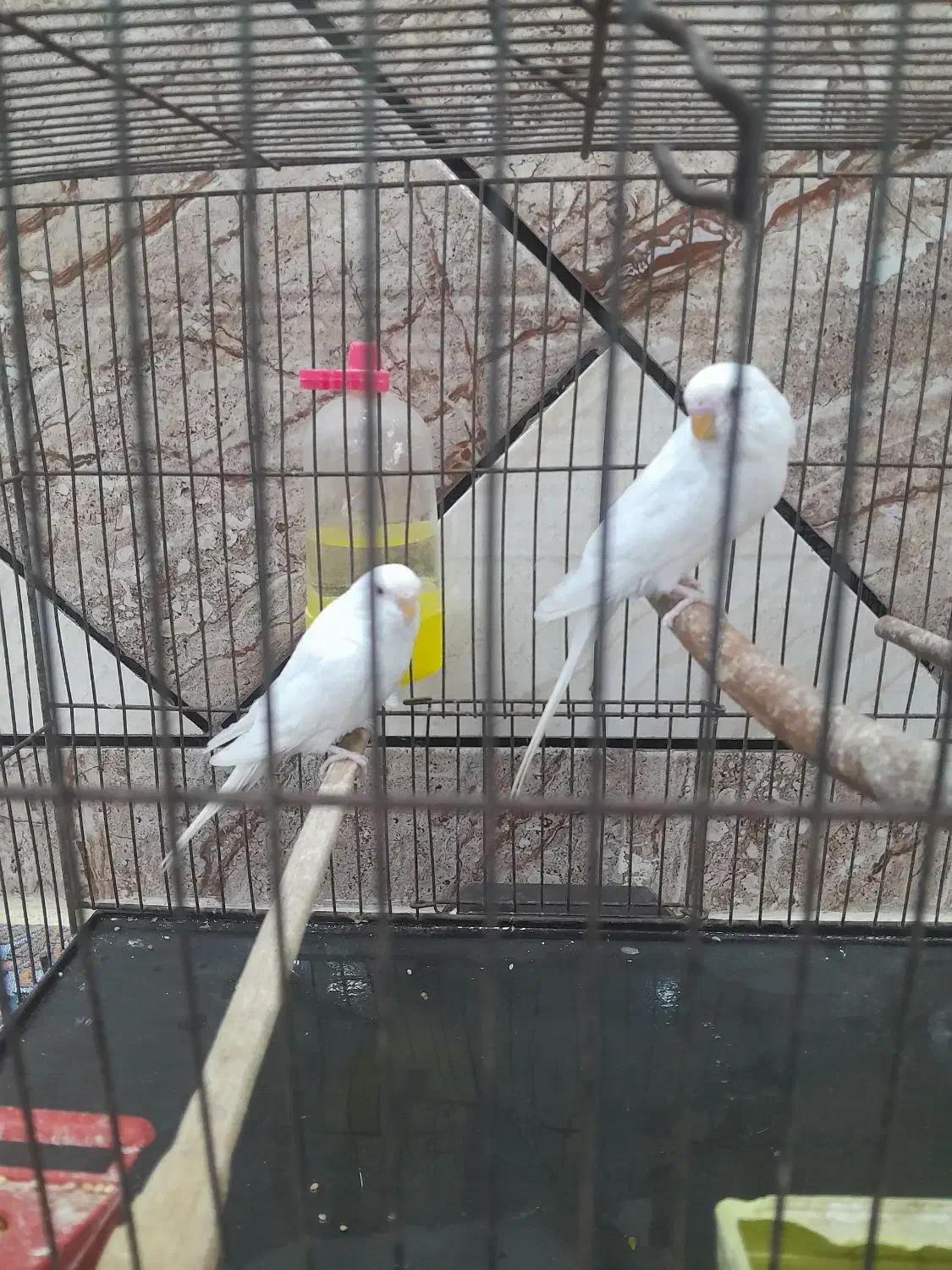 مرع عشق هلندی|پرنده|حمیدیه, |دیوار