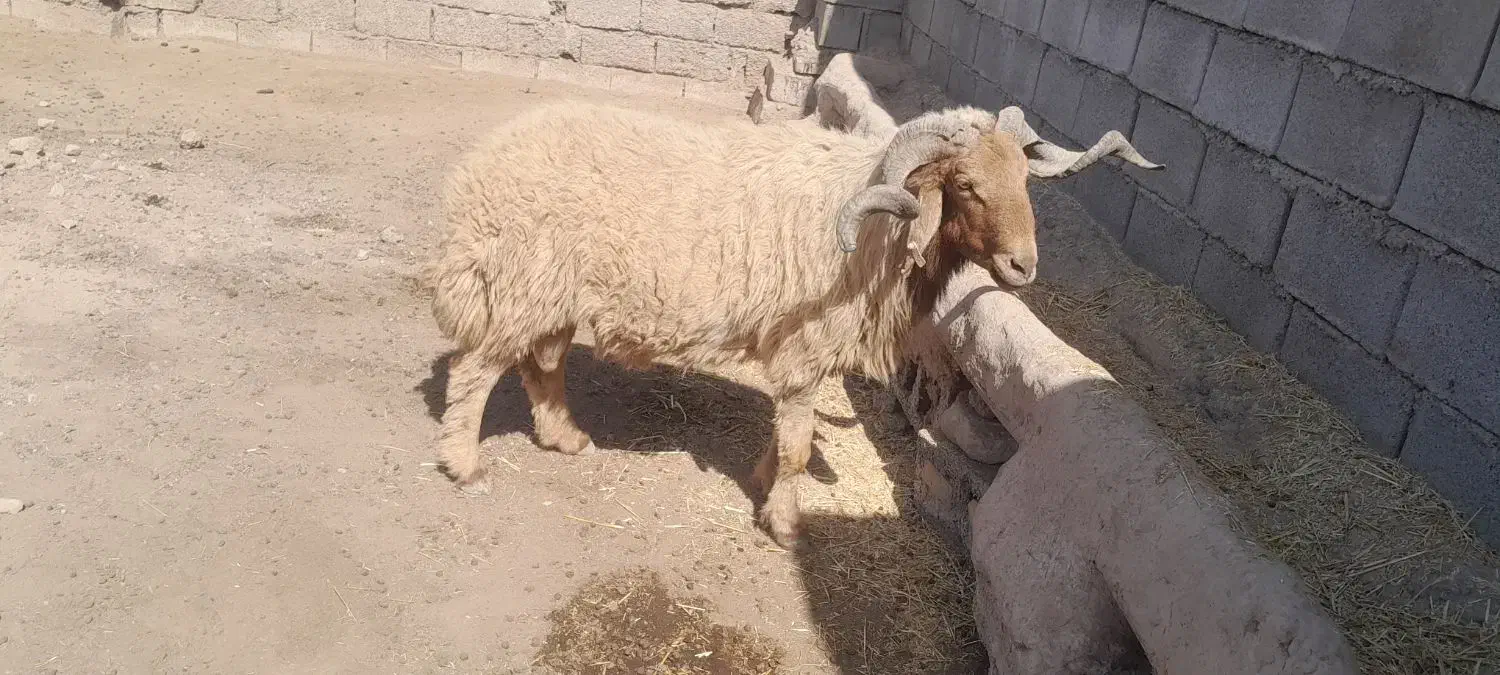 شهرستان کرخه خاشیه دز|حیوانات مزرعه|اهواز, دغاغله|دیوار