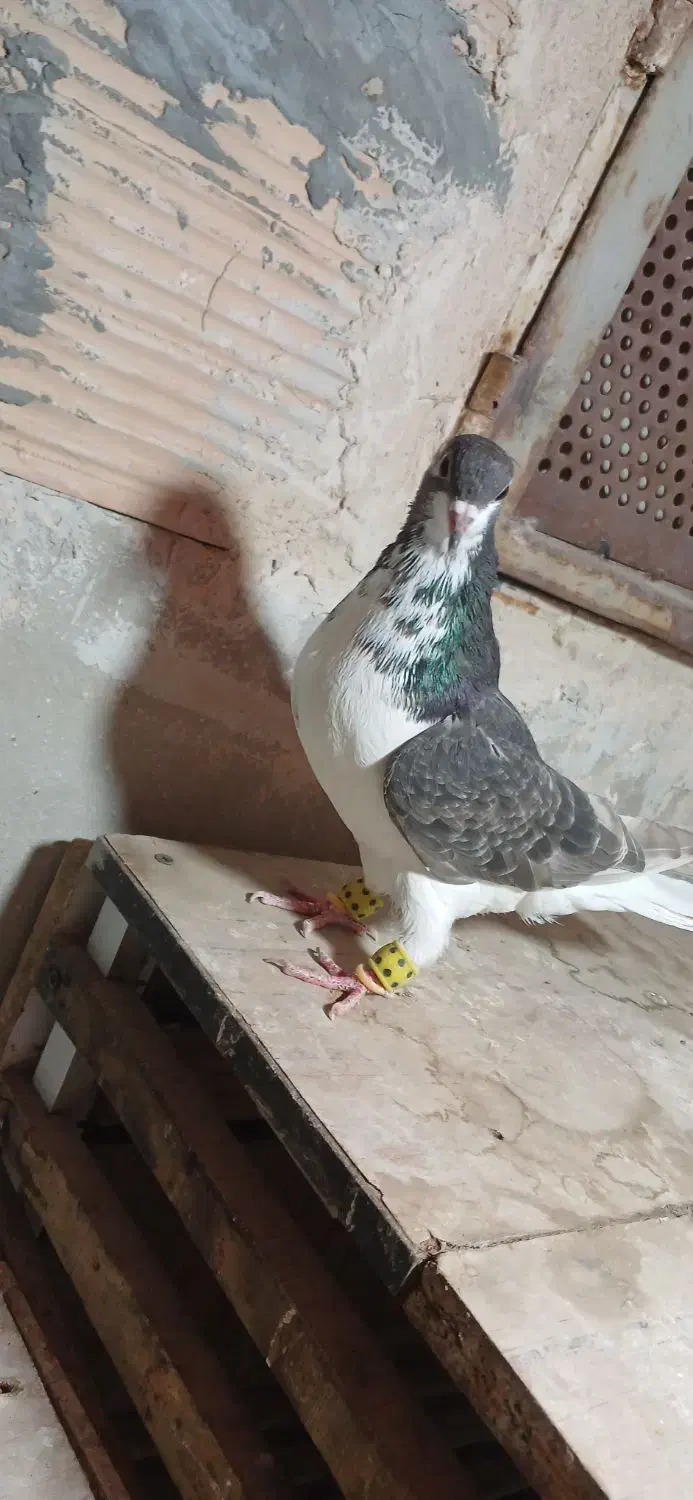 یکت سرخ و ساده چادری رنگی کفتر|پرنده|قرچک, مهدیه|دیوار