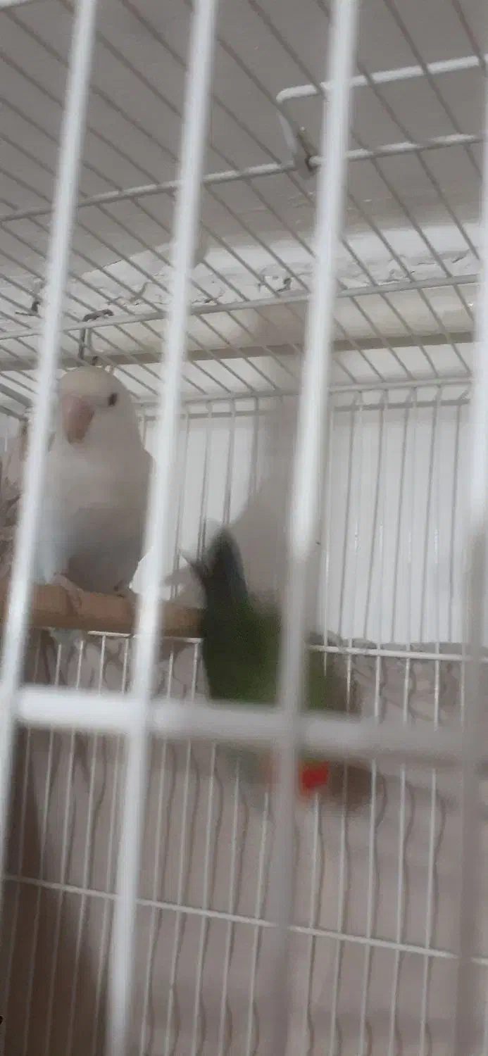 طوطی کوتوله|پرنده|شیروان (خراسان), |دیوار