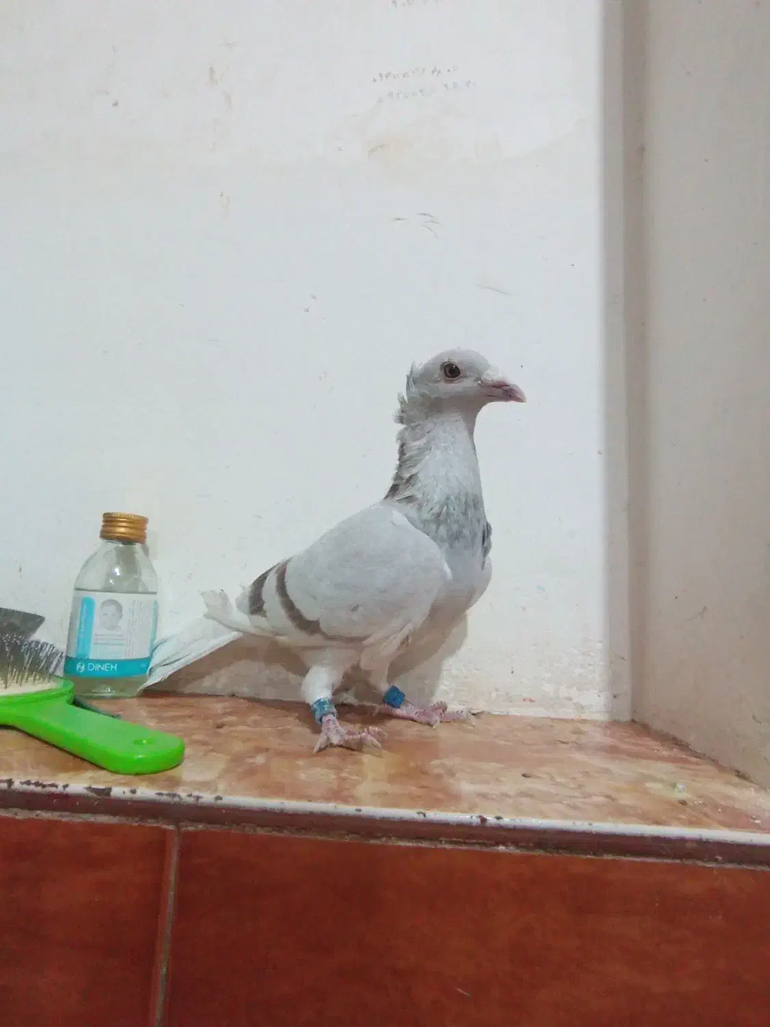 کاکلی|پرنده|خواف, |دیوار