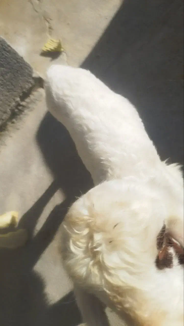 گوسفند فروشی|حیوانات مزرعه|سرپل ذهاب, |دیوار