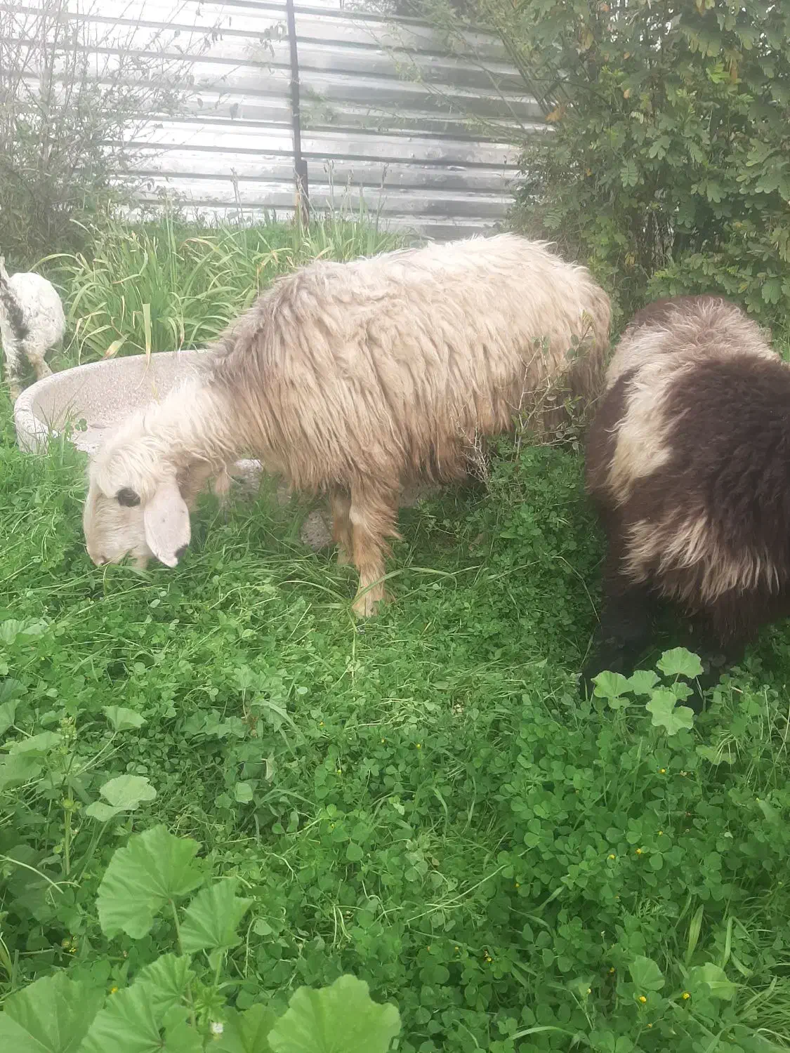 میش گله داری|حیوانات مزرعه|مسجد سلیمان, |دیوار