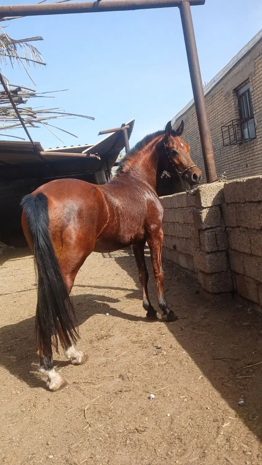 اهواز|اسب و تجهیزات اسب‌سواری|اهواز, الهائی|دیوار