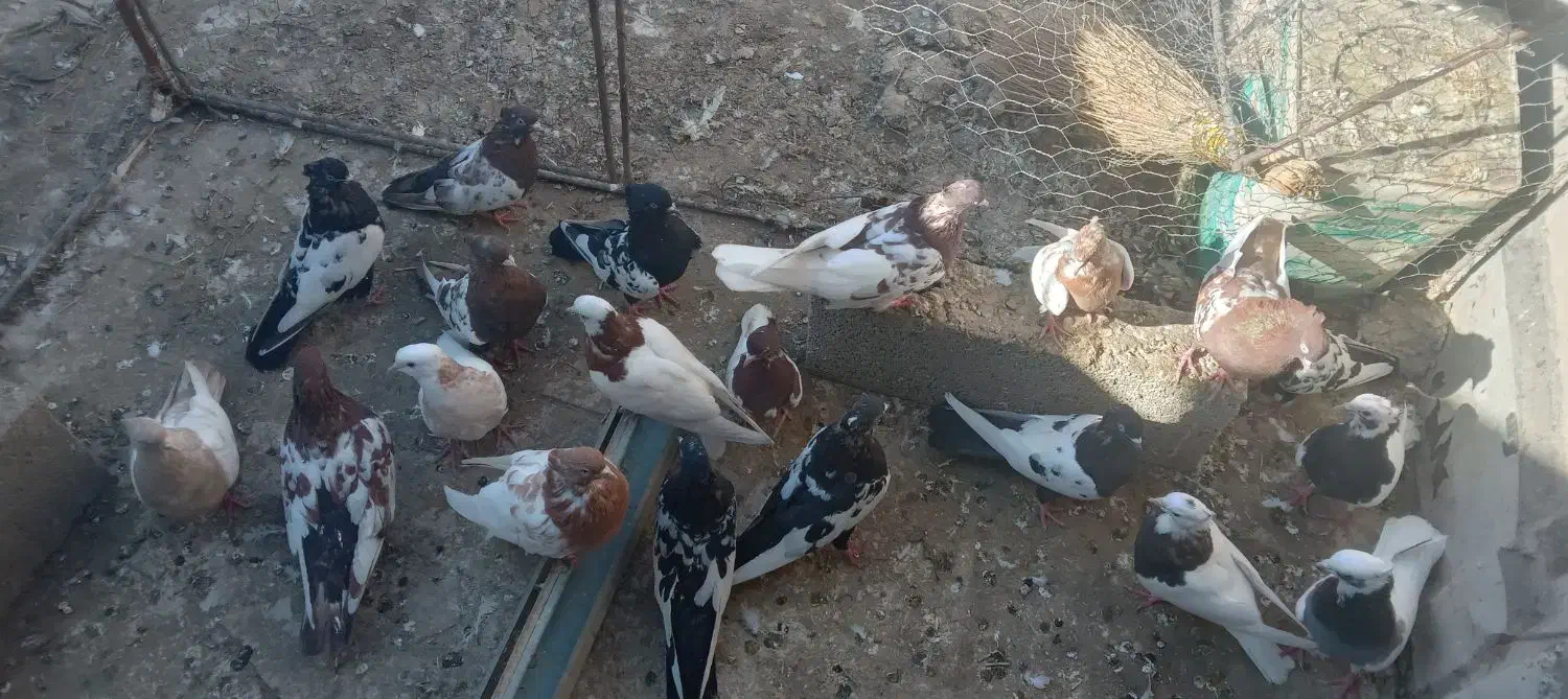 ۴۰ عدد کبوتر طوقی کاکلی|پرنده|عجب شیر, |دیوار