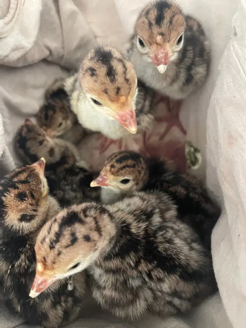 جوجه بوقلمون برنز دوروزه|حیوانات مزرعه|بابل, |دیوار