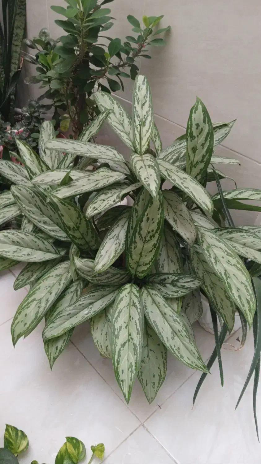 گل آگلونما|گل و گیاه طبیعی|محمدیه-قزوین, |دیوار