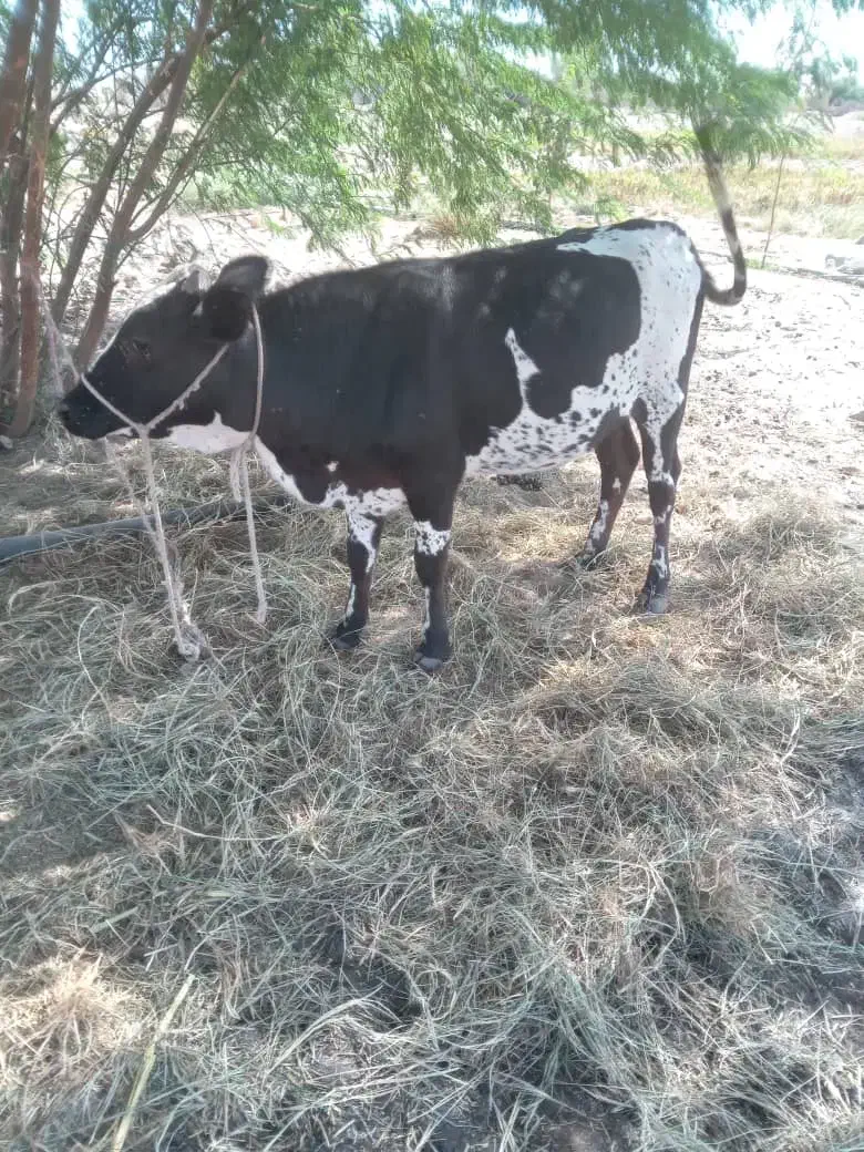 فروشی|حیوانات مزرعه|تخت, |دیوار