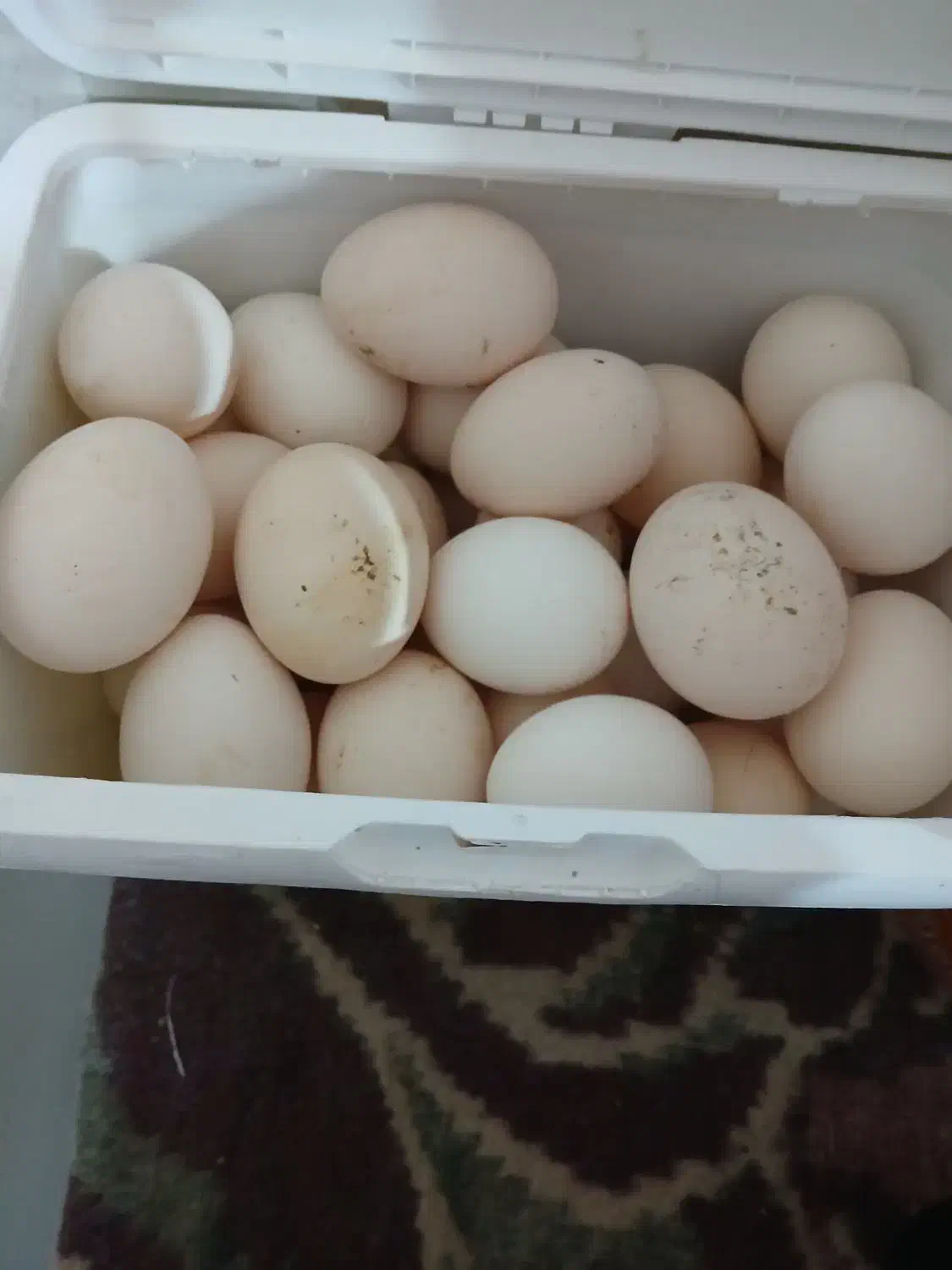 خروس وتخم مرغ|حیوانات مزرعه|چمران, |دیوار