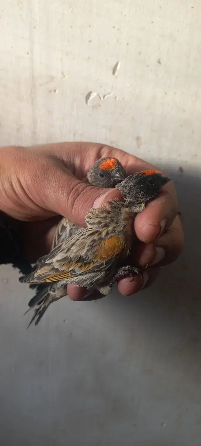 سهره گلبسر قواردار قیمت مناسب|پرنده|قم, باجک دو|دیوار