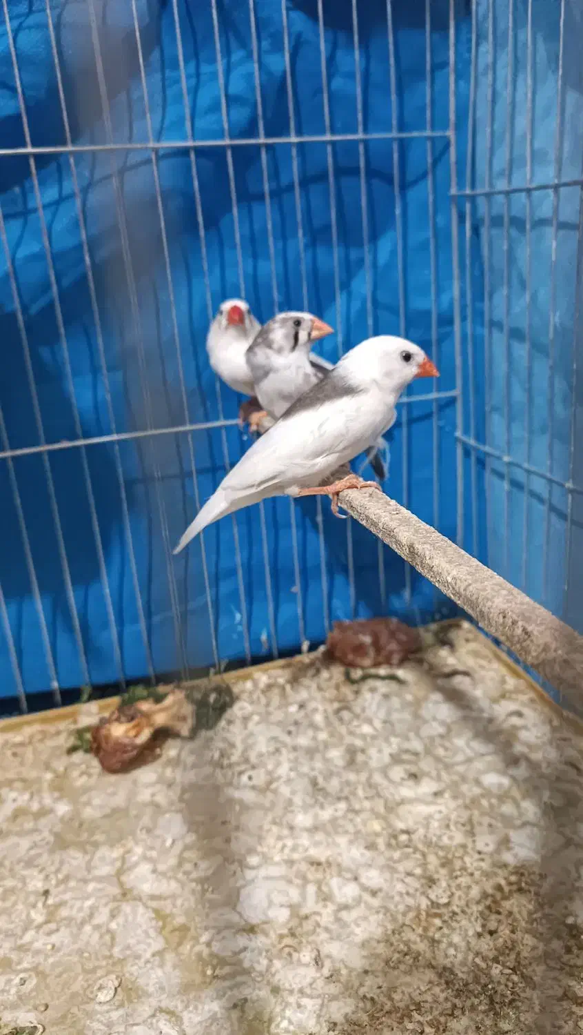 فنچ|پرنده|کرمان, |دیوار