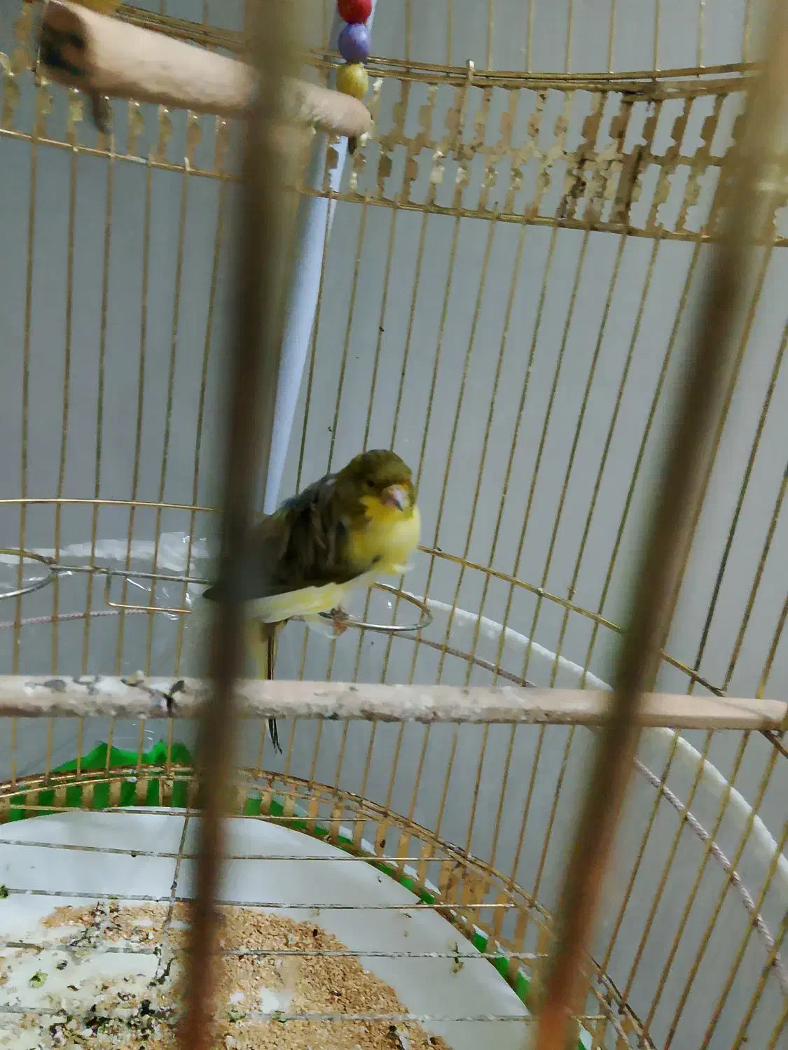 قناری ماده ابلغ پرتغالی فر معاوضه بانر مست خوان|پرنده|چناران, |دیوار