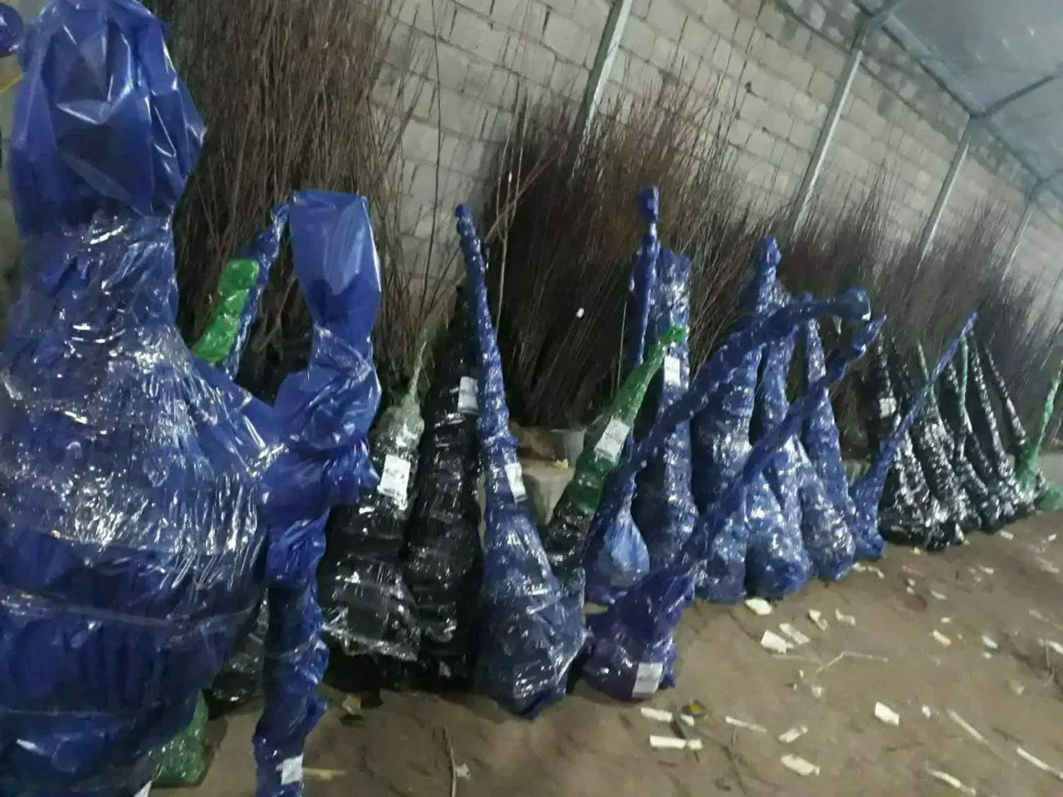 تولید نهال آلو بخارا|خدمات باغبانی و درختکاری|برزک, |دیوار