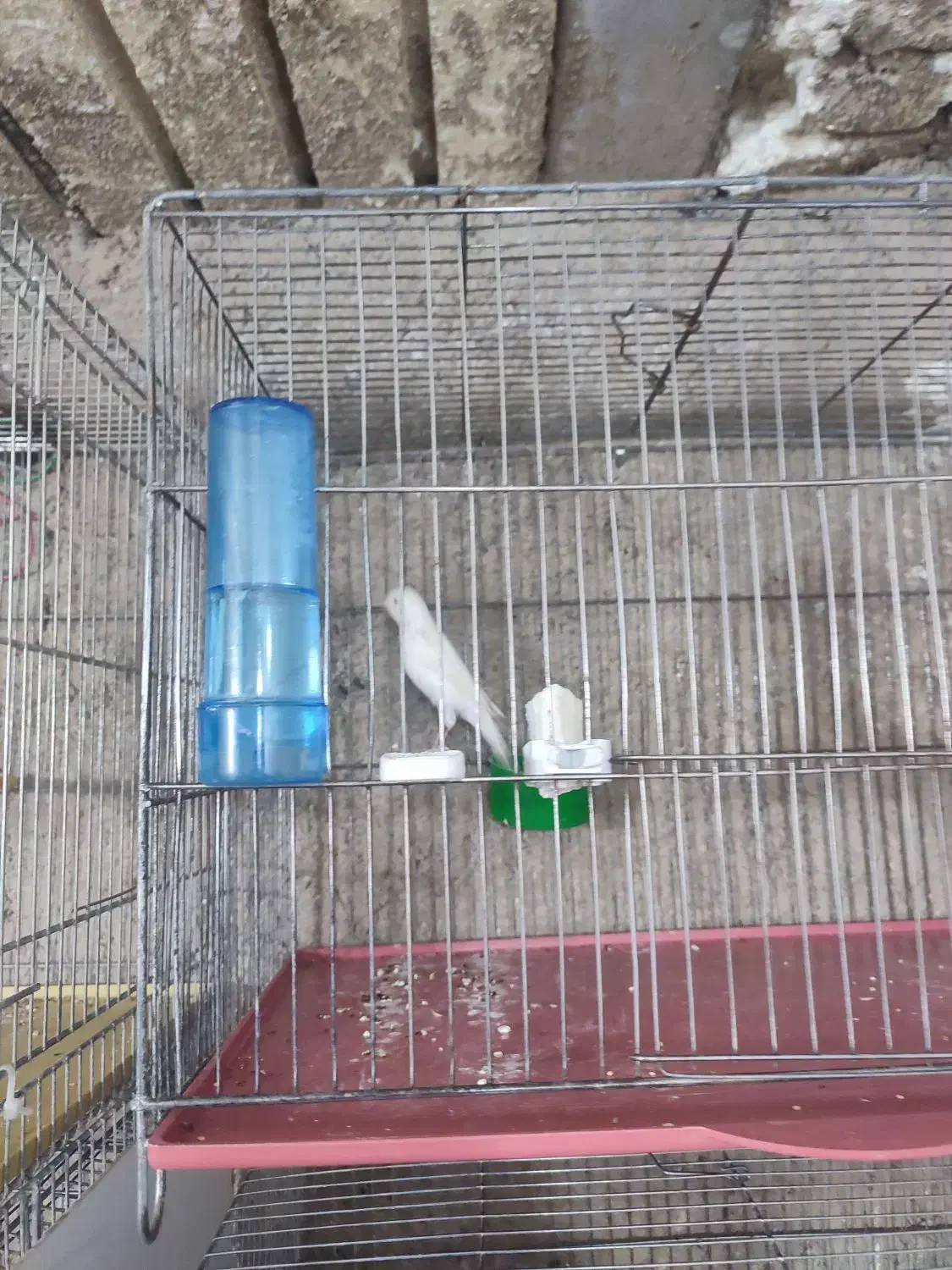 قناری سفید و طلایی و سرخ|پرنده|شیراز, محراب|دیوار