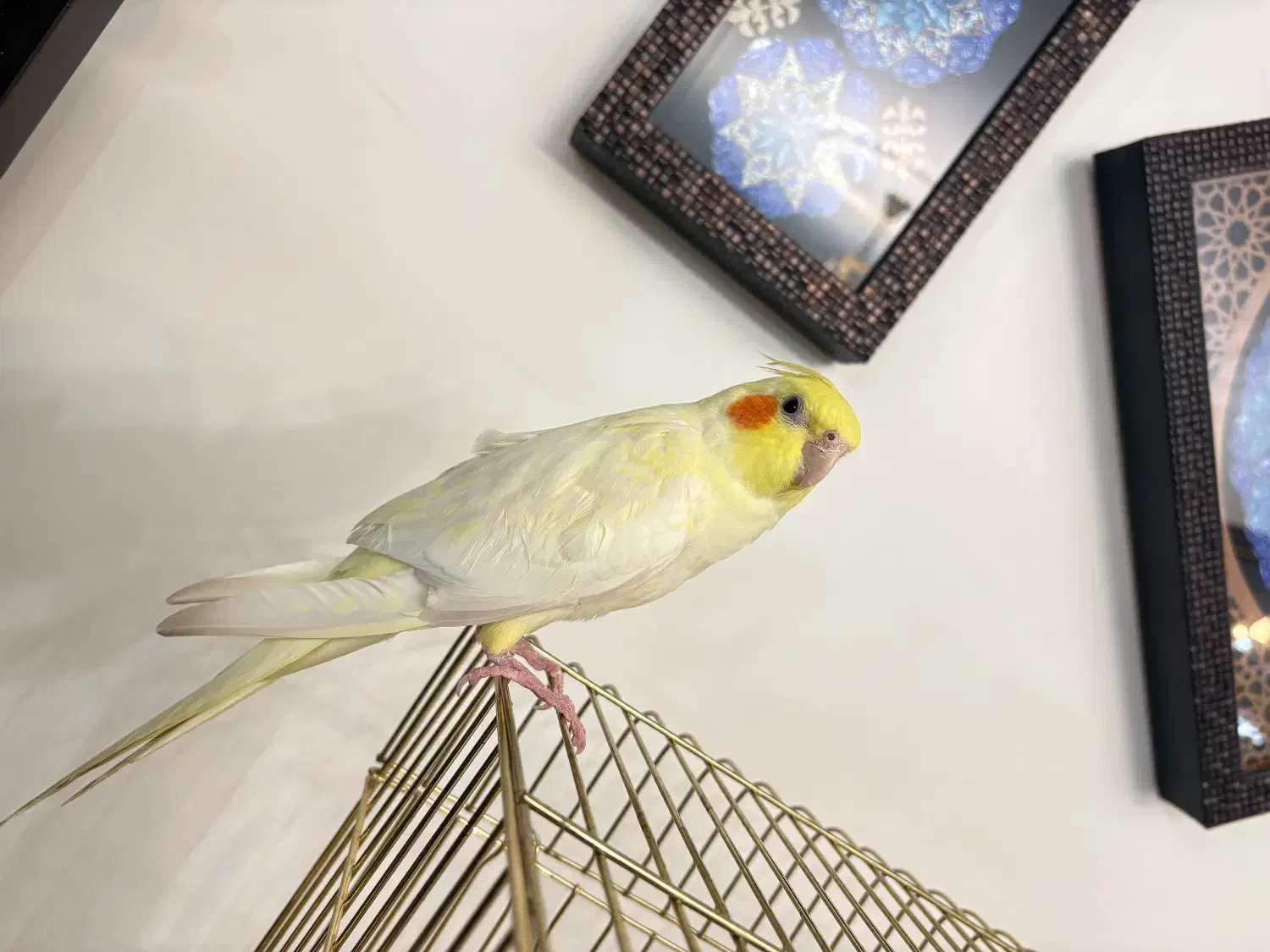 عروس هلندی لوتینو|پرنده|کرج, برغان|دیوار