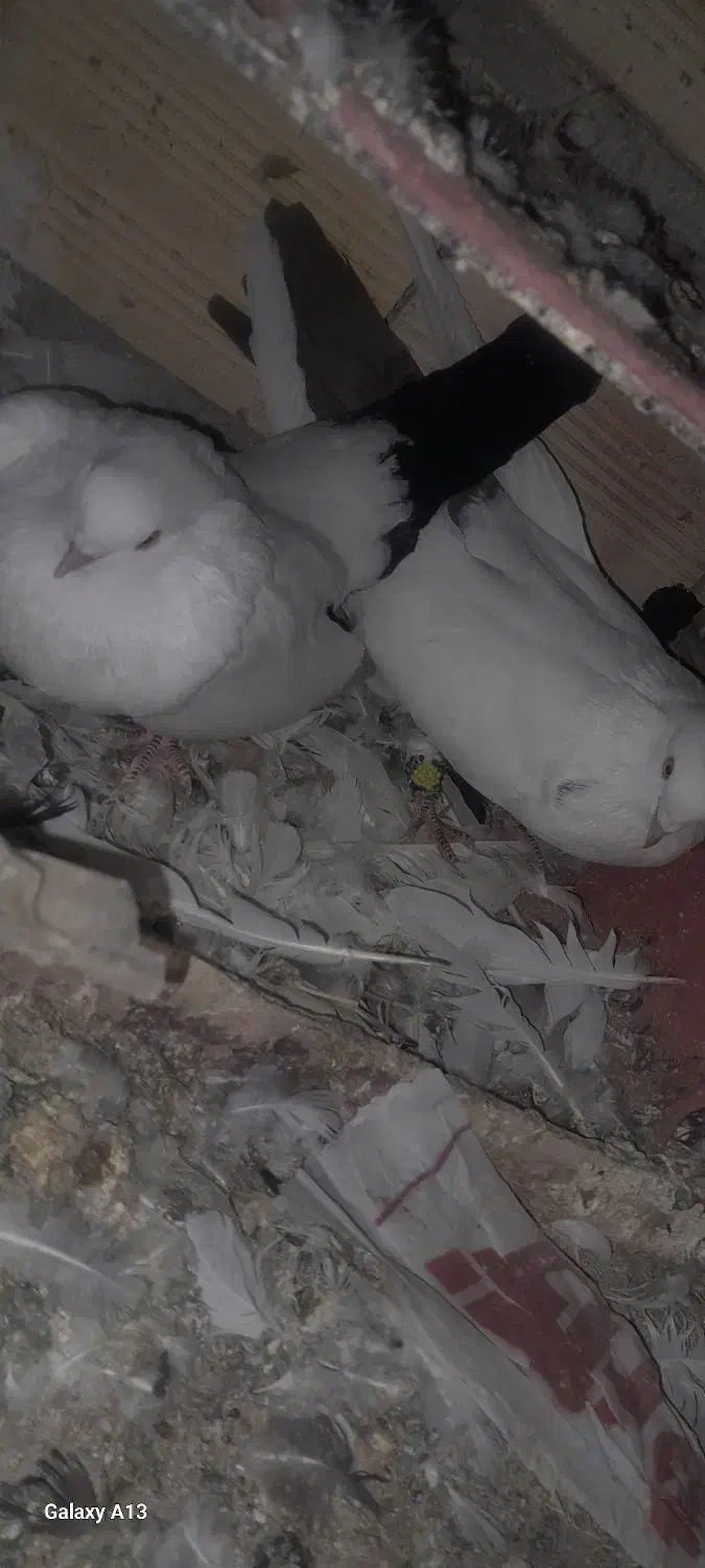 کبوتر گویروخلی|پرنده|میانه, |دیوار