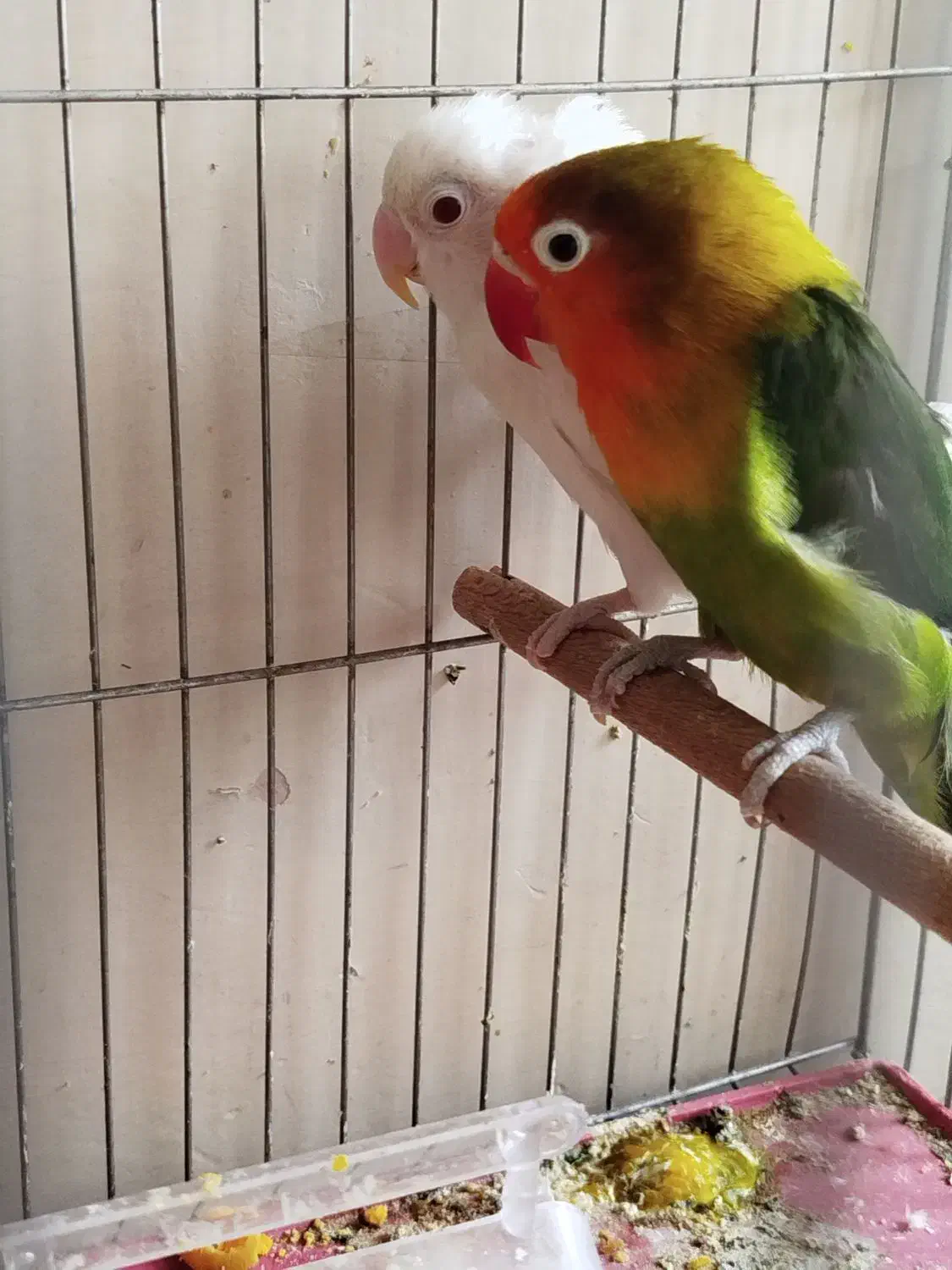 یک جفت طوطی برزیلی|پرنده|اهواز, کوی باهنر|دیوار