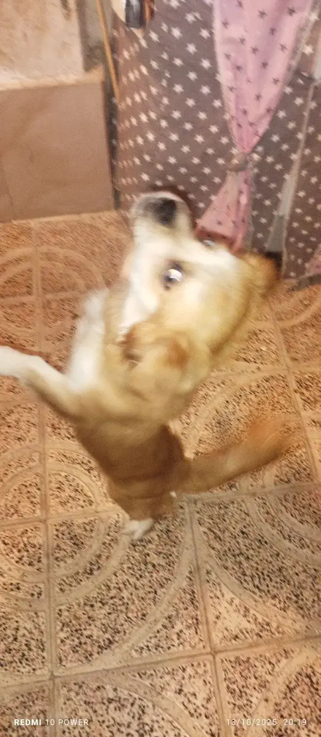 سگ شیپزو|سگ|گلستان (تهران), |دیوار