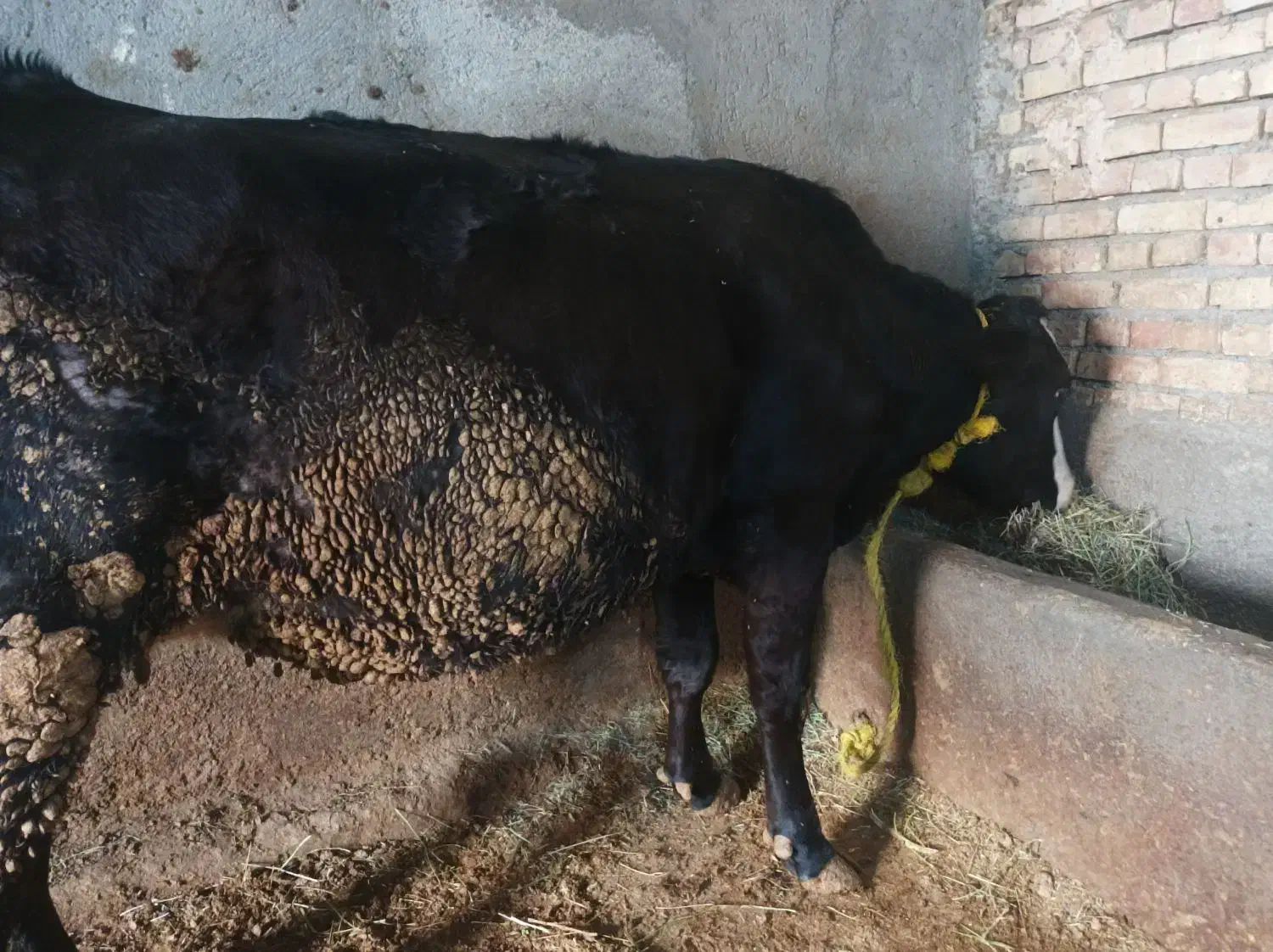 گاو سیمیتال بیست روز مانده به زایمان.در هشترود|حیوانات مزرعه|نظر کهریزی, |دیوار