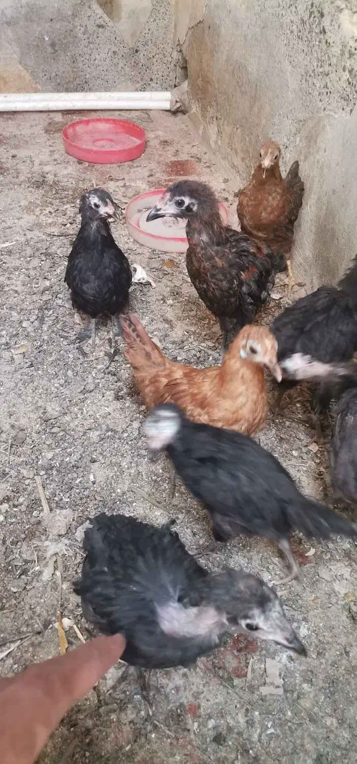 مرغ و جوجه|حیوانات مزرعه|خمینی‌شهر, |دیوار