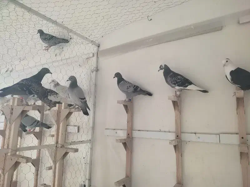 پلاکی|پرنده|نورآباد ممسنی, |دیوار