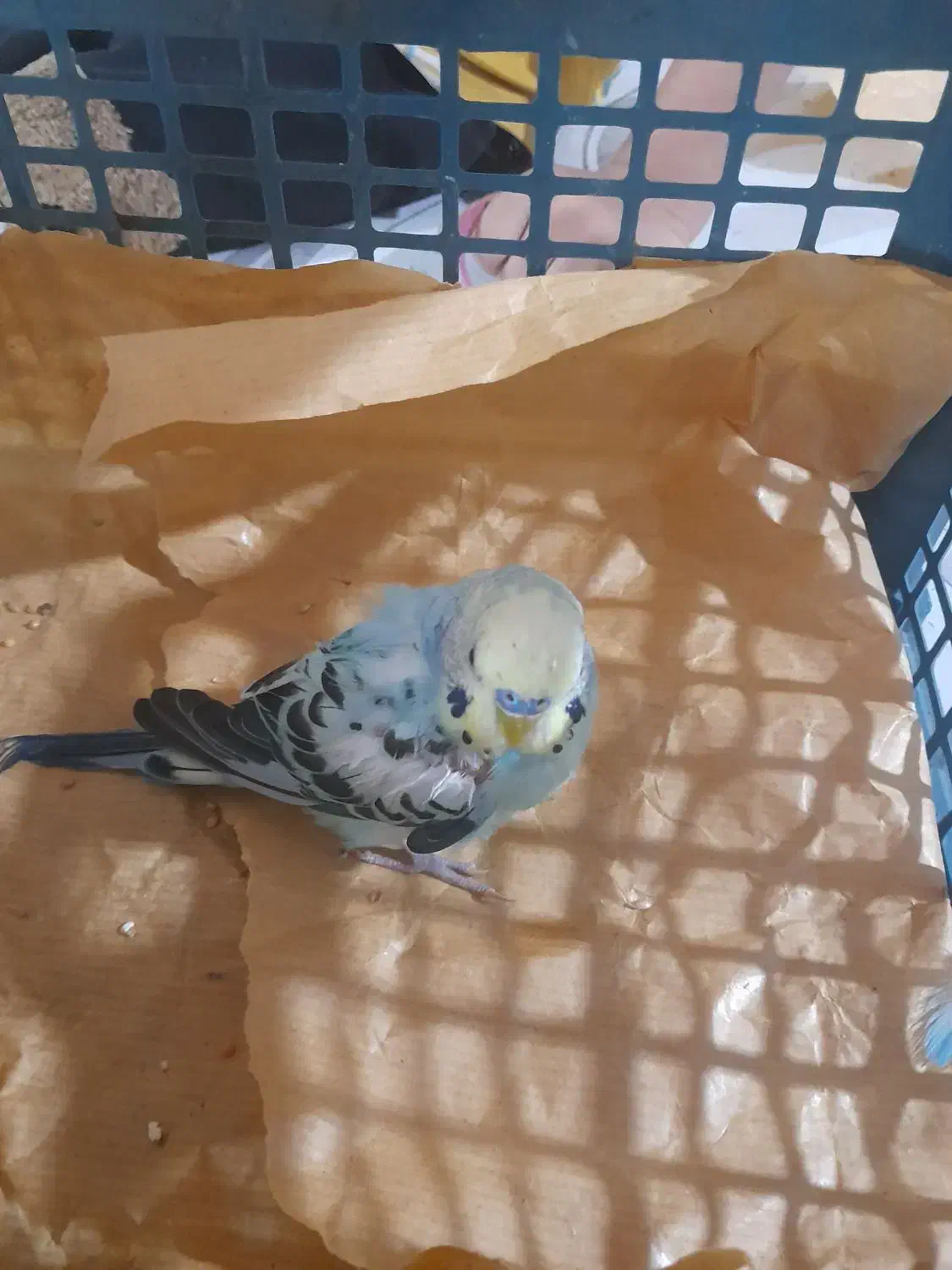 مرغ عشق پیدا شده نسیم شهر|حیوانات|نسیم‌شهر, |دیوار